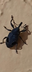 Heilipodus ocellatus
