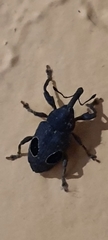 Heilipodus ocellatus