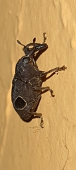 Heilipodus ocellatus