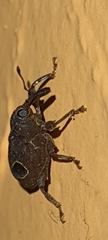 Heilipodus ocellatus