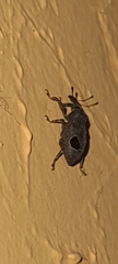 Heilipodus ocellatus