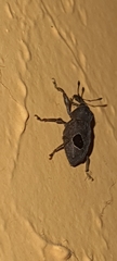 Heilipodus ocellatus