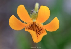 Viola maculata