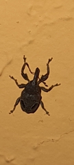 Heilipodus ocellatus