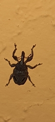 Heilipodus ocellatus