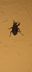 Heilipodus ocellatus