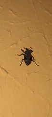 Heilipodus ocellatus