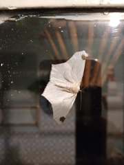 Sericoptera mahometaria