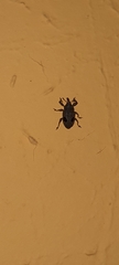 Heilipodus ocellatus
