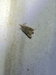 Dichomeris punctipennella