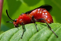 Arge coccinea