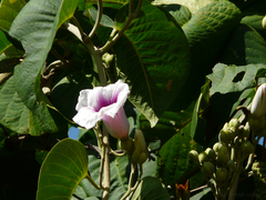 Ipomoea campanulata