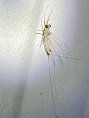 Maccaffertium modestum