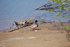 Anas platyrhynchos