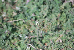Capsella bursa-pastoris