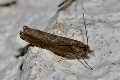 Pseudexentera mali