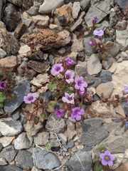 Phacelia pulchella gooddingii