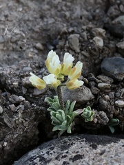 Cusickiella douglasii