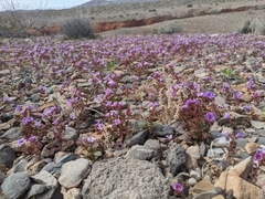 Phacelia pulchella gooddingii