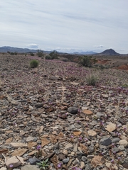 Phacelia pulchella gooddingii