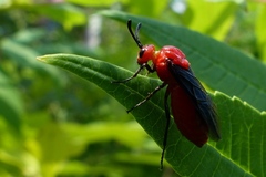 Arge coccinea