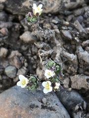 Cusickiella douglasii