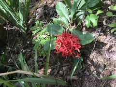 Ixora coccinea