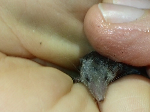 Pygmy White-toothed Shrew, 26100 Cremona CR, Italia, photo 9 of 10