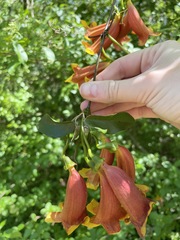 Bignonia capreolata