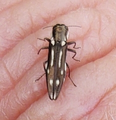 Agrilus limpiae