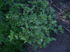 Lantana xenica
