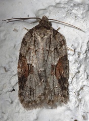 Acleris ptychogrammos