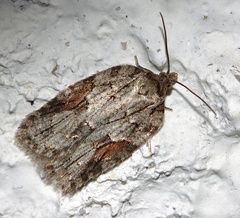 Acleris ptychogrammos