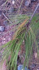 Pinus oocarpa