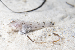 Nesogobius
