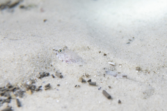 Nesogobius maccullochi