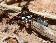 Exoprosopa caliptera