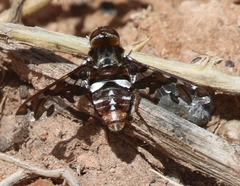 Exoprosopa caliptera