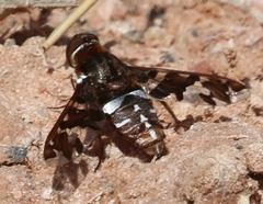 Exoprosopa caliptera