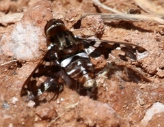 Exoprosopa caliptera