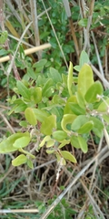 Nitraria billardierei