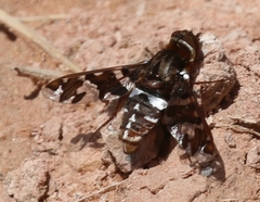 Exoprosopa caliptera