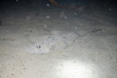 Platycephalus aurimaculatus