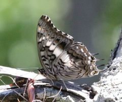 Charaxes achaemenes achaemenes