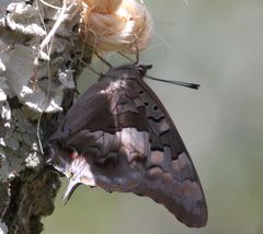 Charaxes guderiana guderiana