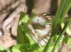 Colotis antevippe gavisa