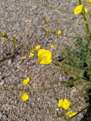 Chylismia multijuga