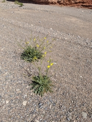 Chylismia multijuga