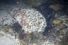 Galeolaria caespitosa