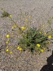 Chylismia multijuga